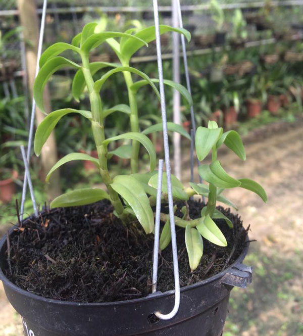 giả hạc blu lai hồng 2