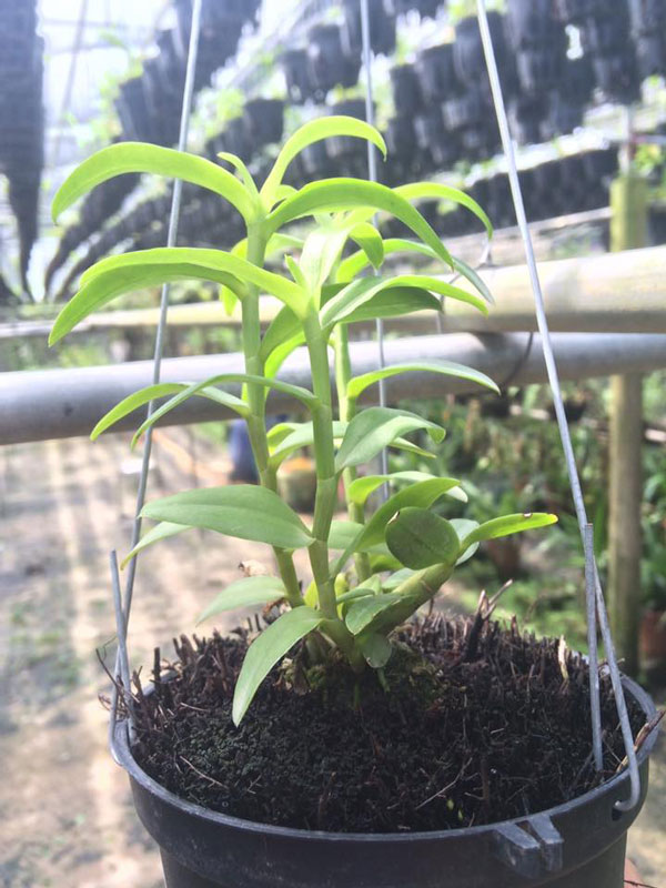 giả hạc blu lai hồng 3