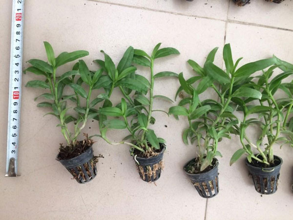 giả hạc hồng hoa đẹp 2