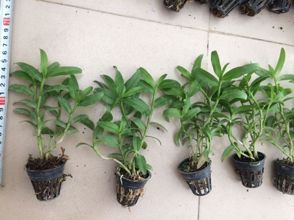 giả hạc hồng hoa đẹp 3