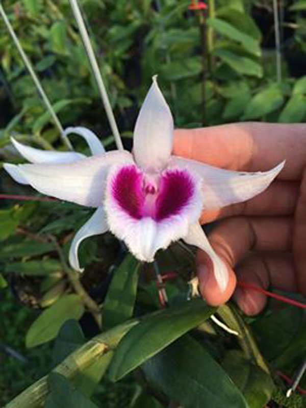 phi điệp xu&acirc;n, mặt hoa đẹp 2