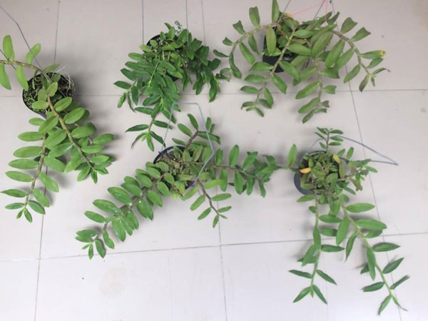 phi điệp xu&acirc;n, mặt hoa đẹp 1