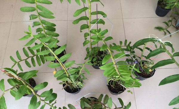 phi điệp xu&acirc;n 3