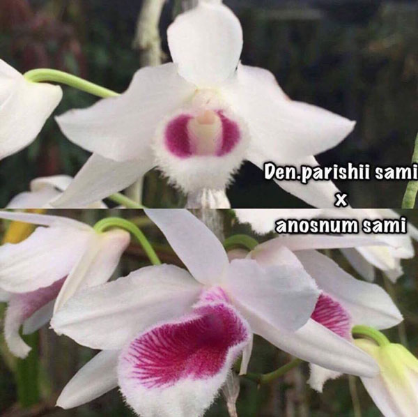 trầm lai phi điệp 5 cánh trắng - mặt hoa trầm lai phi điệp 5 cánh trắng - mặt hoa