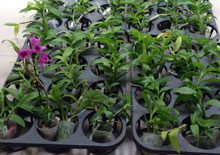 Trầm hồng long lai cửu long