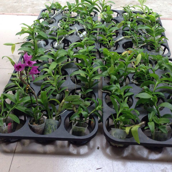trầm cửu long lai trầm hồng 1 trầm cửu long lai trầm hồng 1