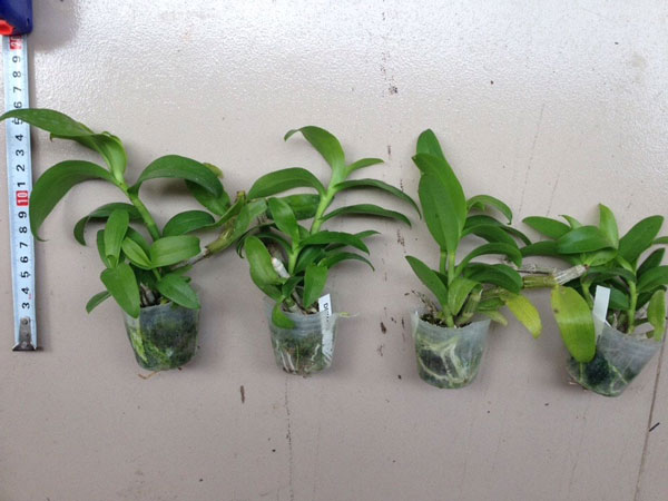 trầm cửu long lai trầm hồng 2 trầm cửu long lai trầm hồng 2