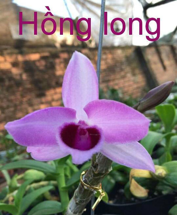 trầm cửu long lai trầm hồng 5 trầm cửu long lai trầm hồng 5