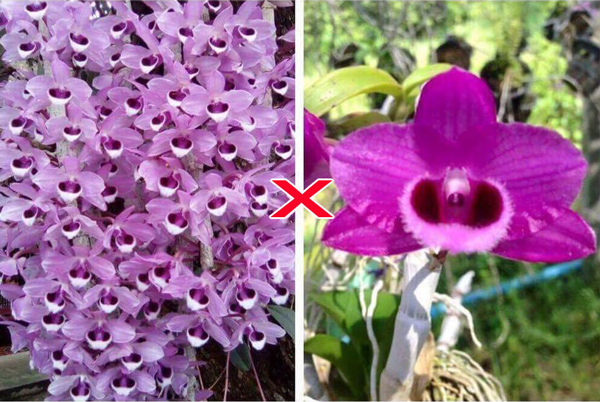 trầm hồng lai trầm đỏ 1 trầm hồng lai trầm đỏ 1