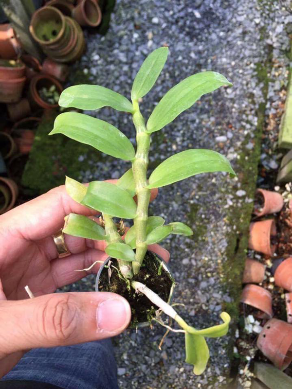 trầm hồng lai trầm đỏ 2 trầm hồng lai trầm đỏ 2