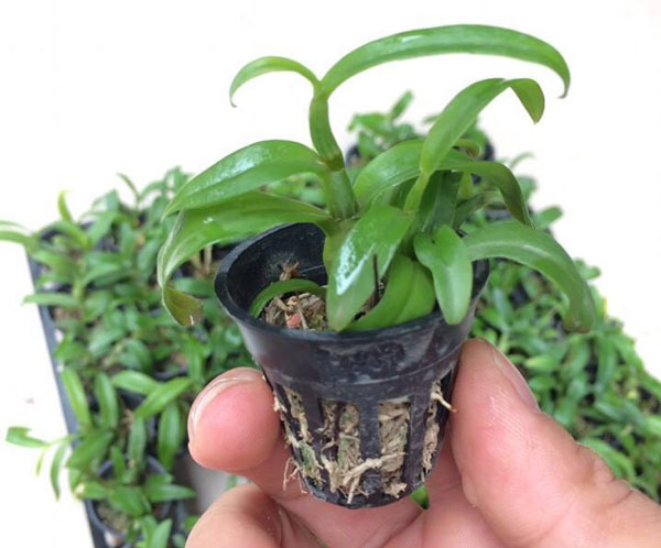 lan trầm bông đậm 3 lan trầm bông đậm 3