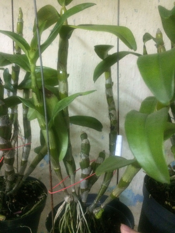 denro xuan 1