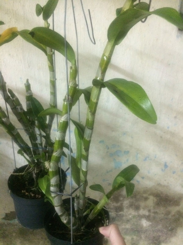 denro xuan 3