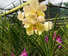 Vanda lá dẹp