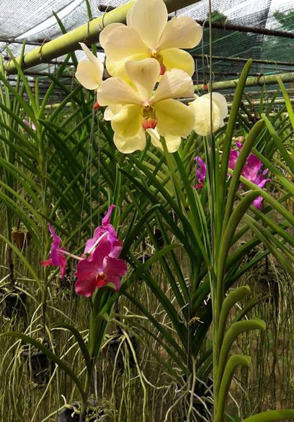 vanda lá dẹp 1 vanda lá dẹp 1