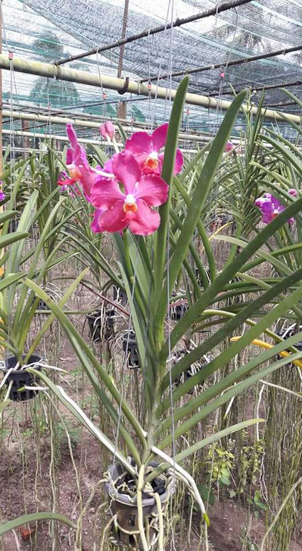vanda lá dẹp 2 vanda lá dẹp 2
