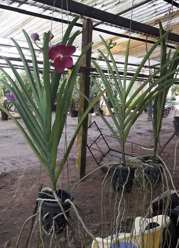vanda lá dẹp 3 vanda lá dẹp 3