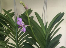 Vanda mokara cây đẹp