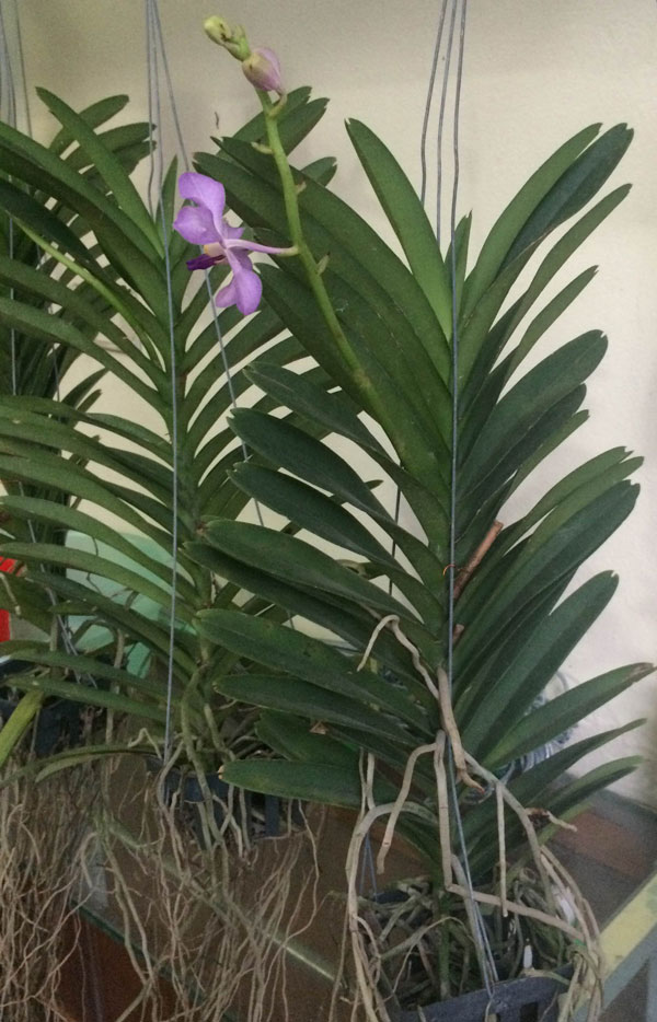 vanda moraka