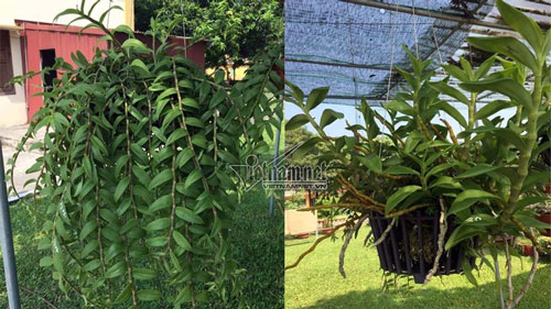 hoa lan anh trí trồng hoa lan anh trí trồng