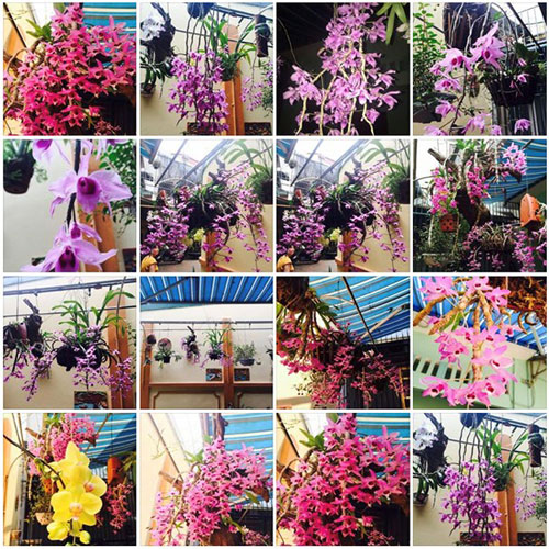 mọt số hình ảnh hoa lan đẹp mà anh Trí từng chia sẻ mọt số hình ảnh hoa lan đẹp mà anh Trí từng chia sẻ